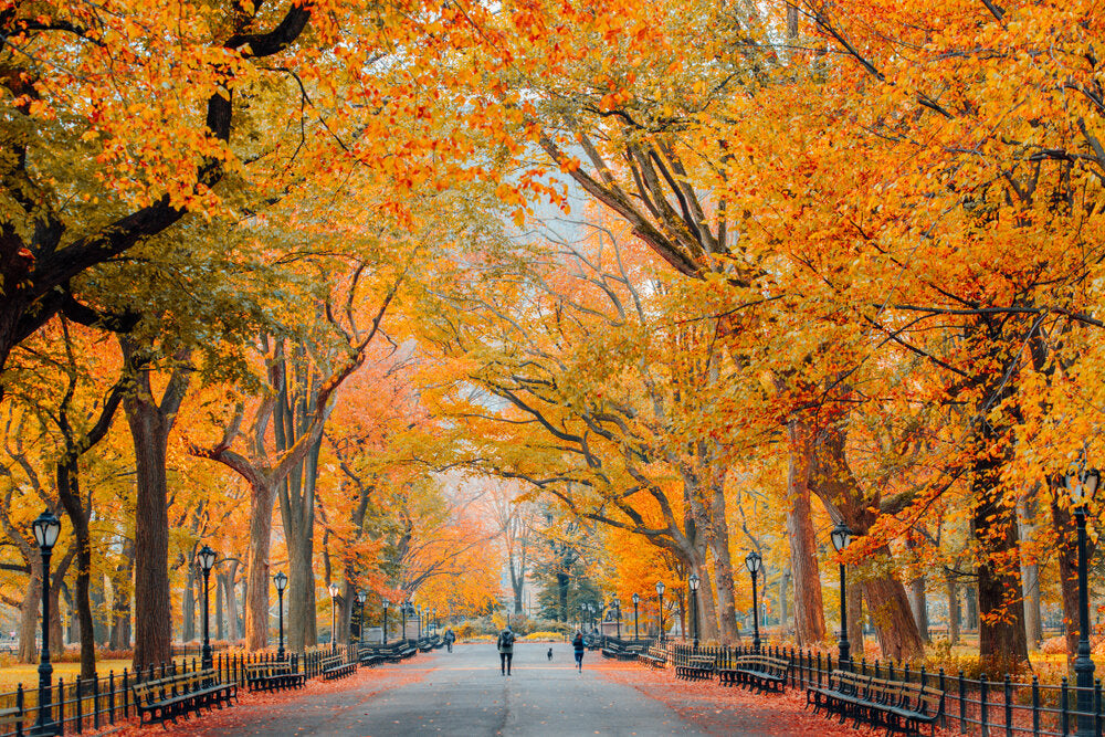 Fall Activities to Start Planning
